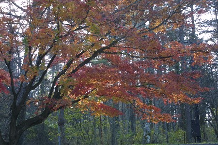 img0311729.jpg