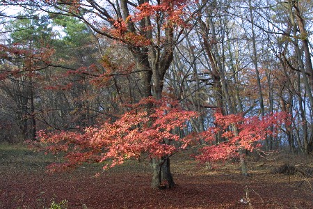 img0311747.jpg