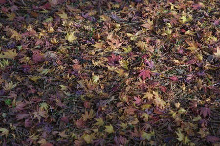 img0311777.jpg
