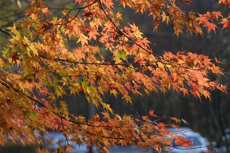img0311778.jpg