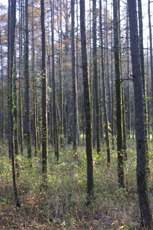 img0311783.jpg