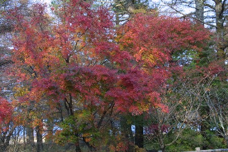 img0311786.jpg