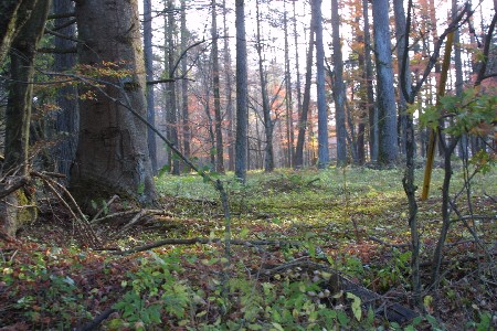 img0311797.jpg