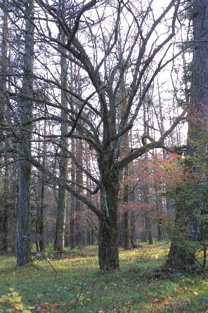 img0311804.jpg