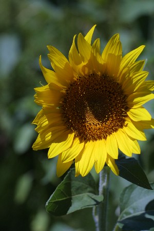 img0208213.jpg