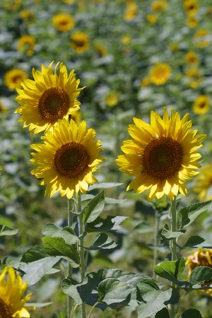 img0208214.jpg