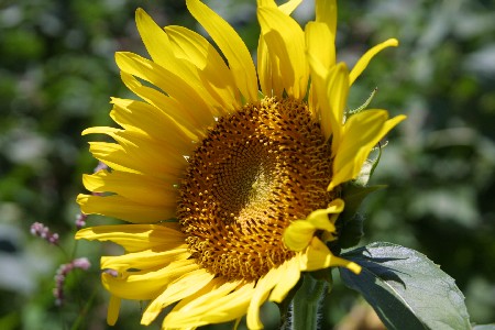 img0208244.jpg