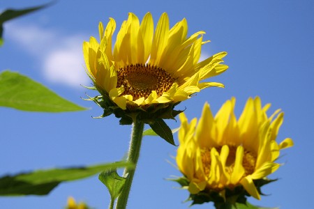img0208245.jpg