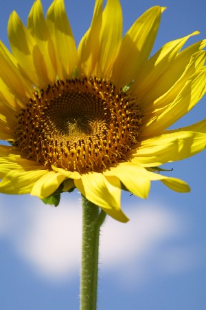 img0208249.jpg