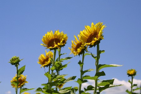 img0208261.jpg