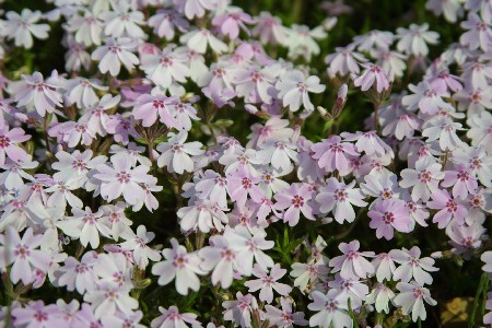 img0304030.jpg