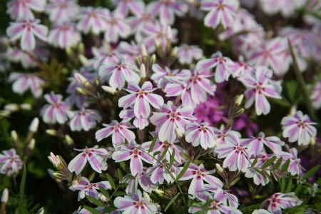 img0304040.jpg