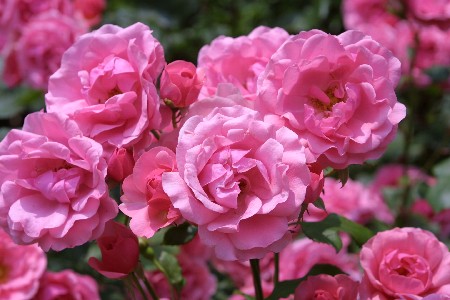 img0305165.jpg
