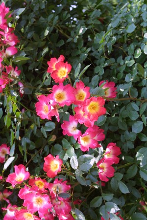 img0305178.jpg