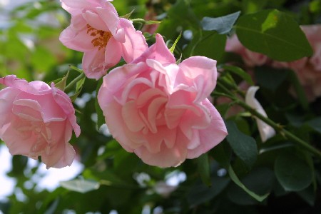 img0305181.jpg