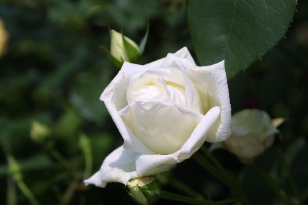 img0305185.jpg