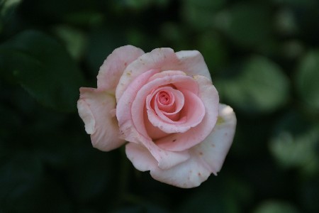 img0305222.jpg