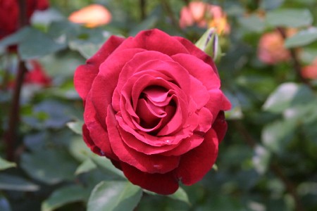 img0305245.jpg
