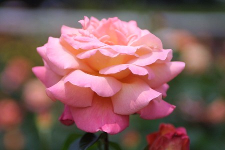 img0305259.jpg
