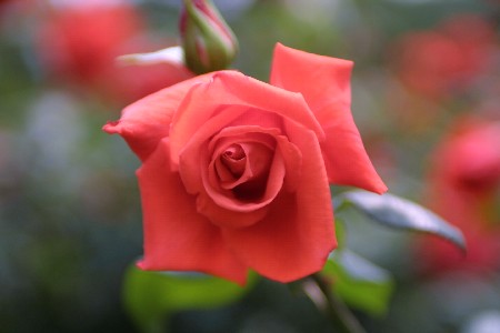 img0305274.jpg