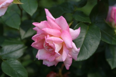 img0305285.jpg