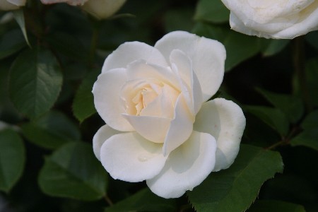img0305336.jpg