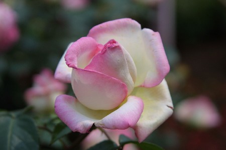 img0305349.jpg