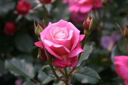 img0305362.jpg