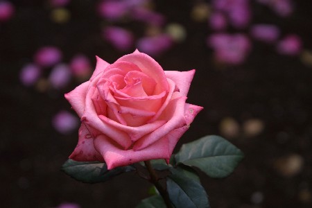 img0305366.jpg