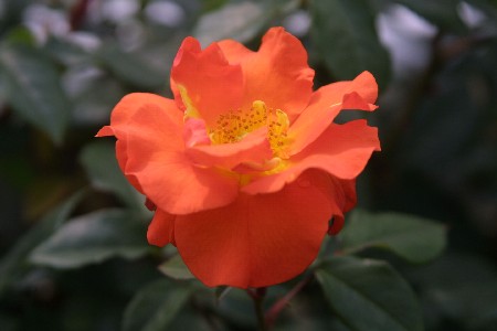 img0305369.jpg