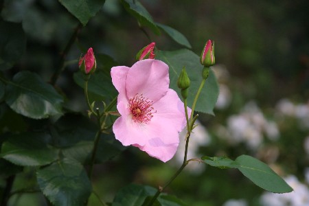 img0305409.jpg