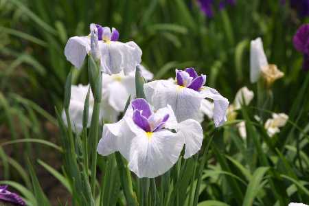 img0106337.jpg