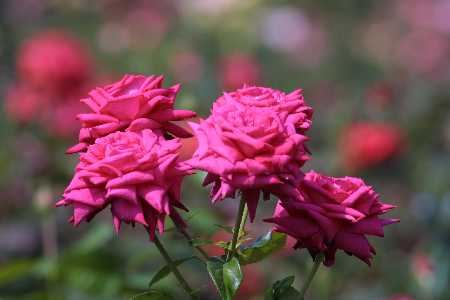 img0107391.jpg