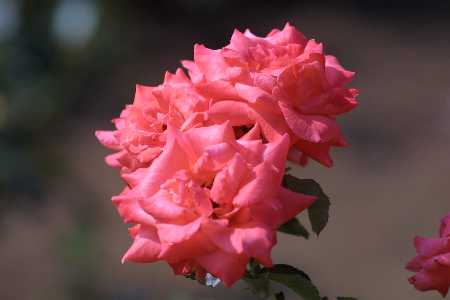 img0107393.jpg
