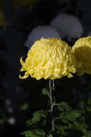 img0111668.jpg