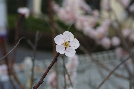 img0203363.jpg