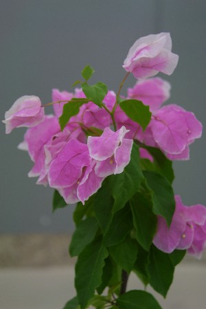 img0204576.jpg