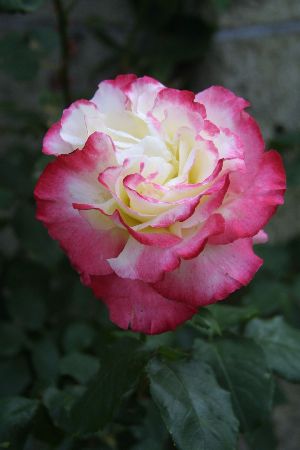 img0205656.jpg