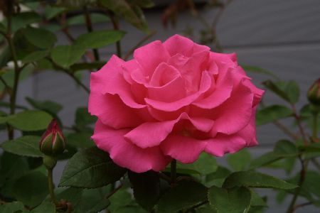 img0205666.jpg