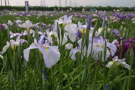 img0206717.jpg